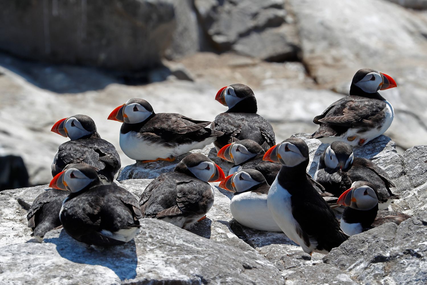 Puffins on Farne Islands off the Northumberland Coast