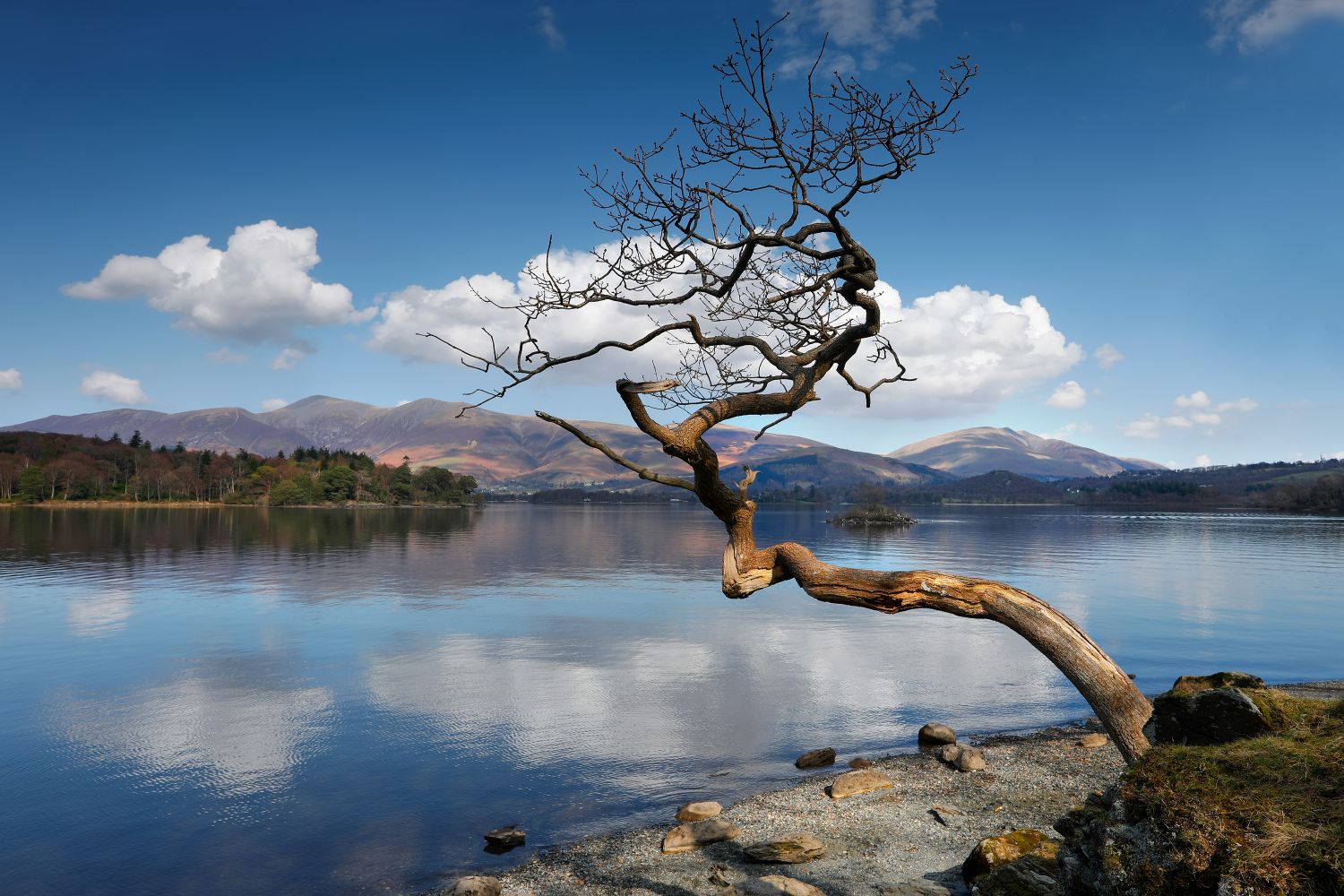 The Lone Tree at Otterbield Bay Derwentwater by Martin Lawrence