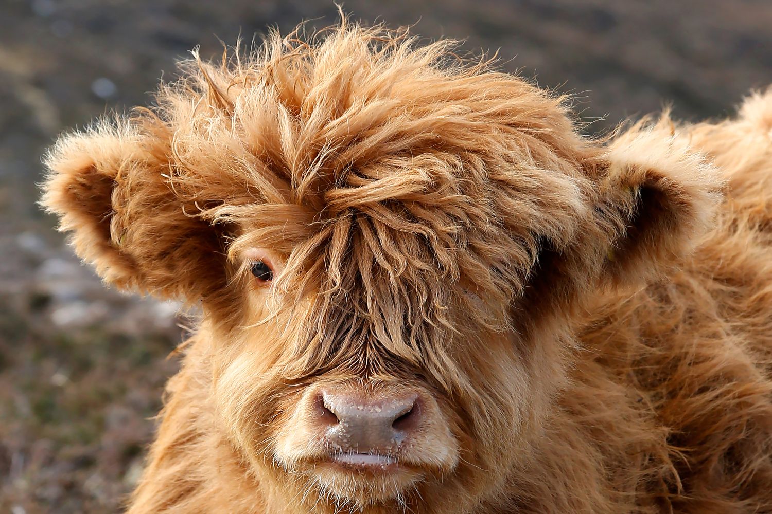 Highland cow the cutest thing ever by Wildlife photographer Martin Lawrence
