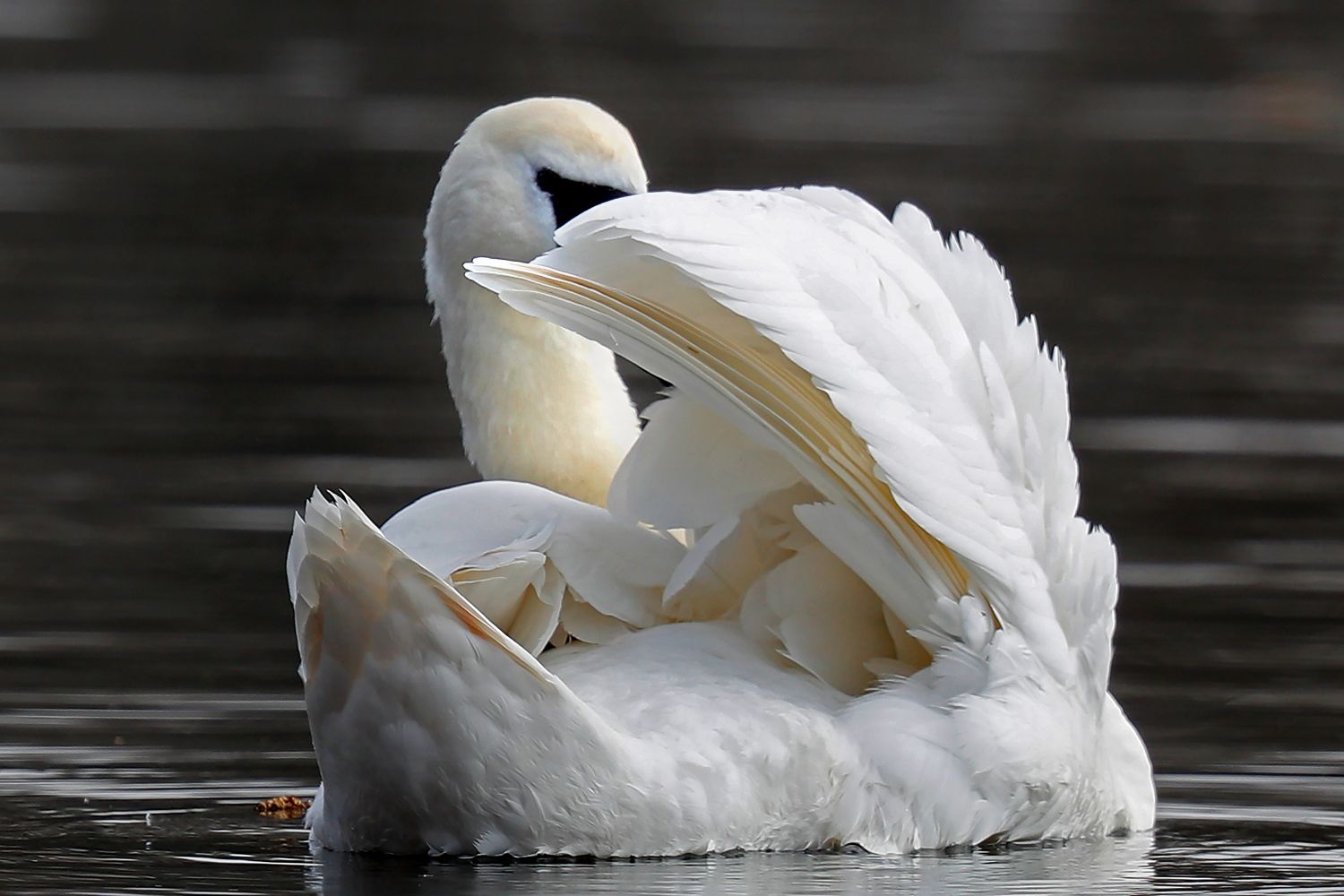 Swan playing hide and seek