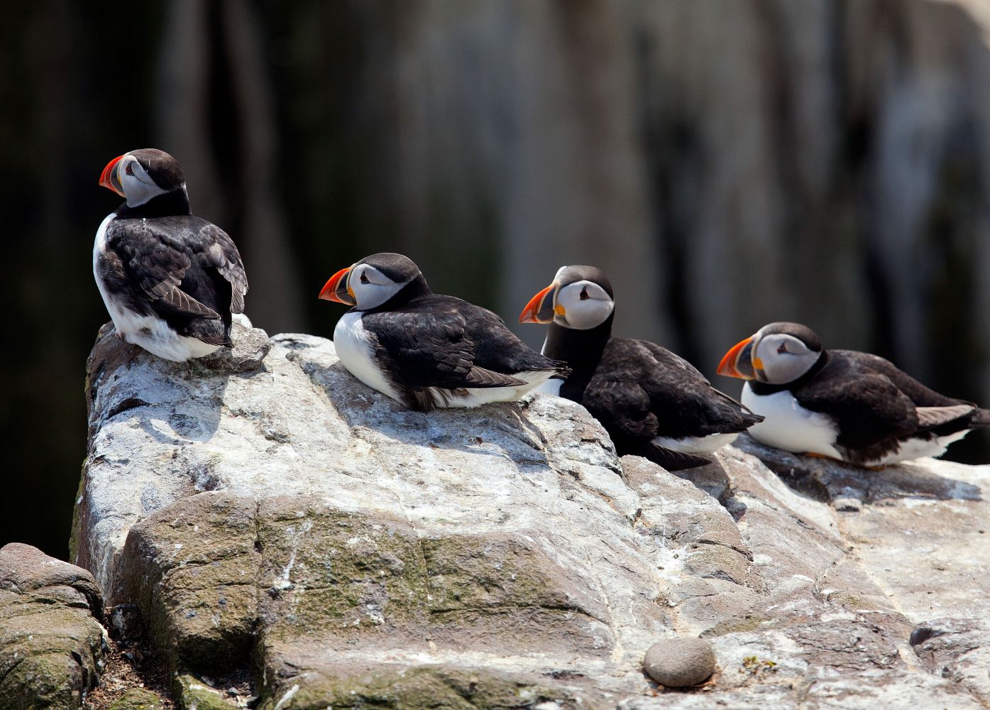 Puffins on Outer Farne Island waiting to take off