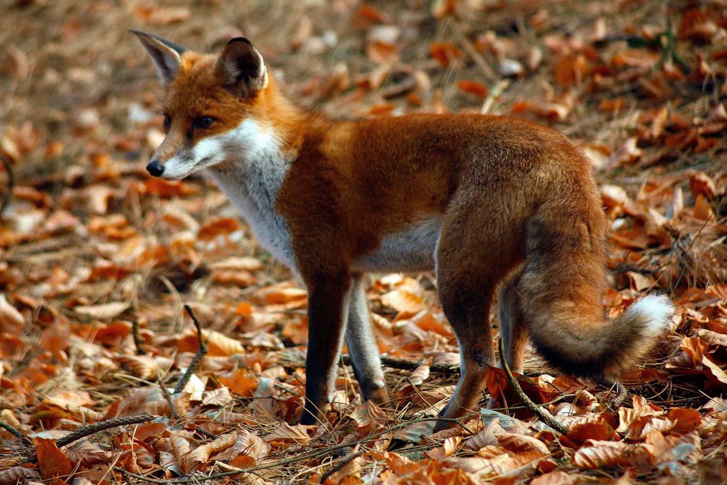 Red Fox in autum sunshine