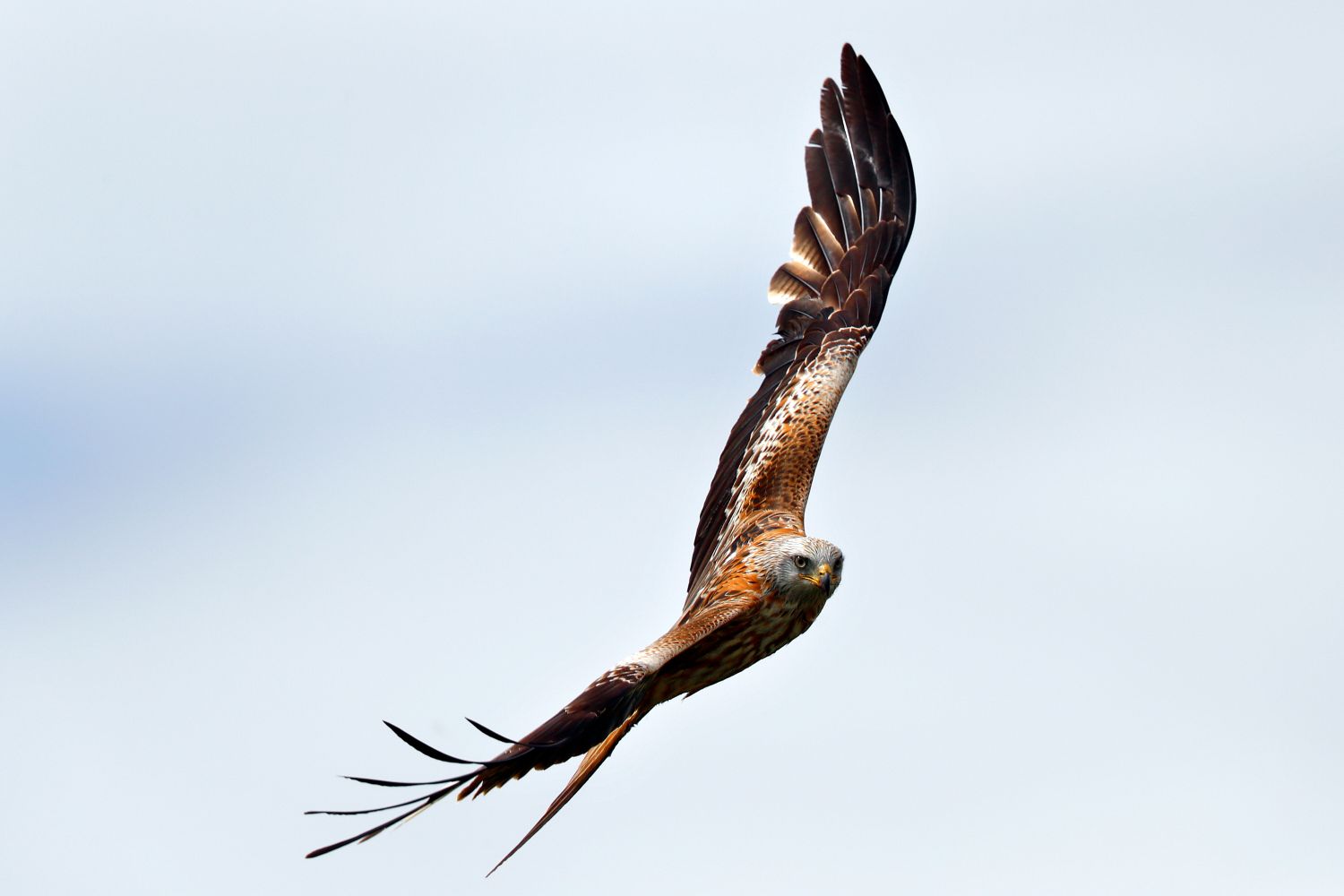 Red Kite flying around the skies of Dumfries and Galloway Red Kite flying around the skies of Dumfries and Galloway