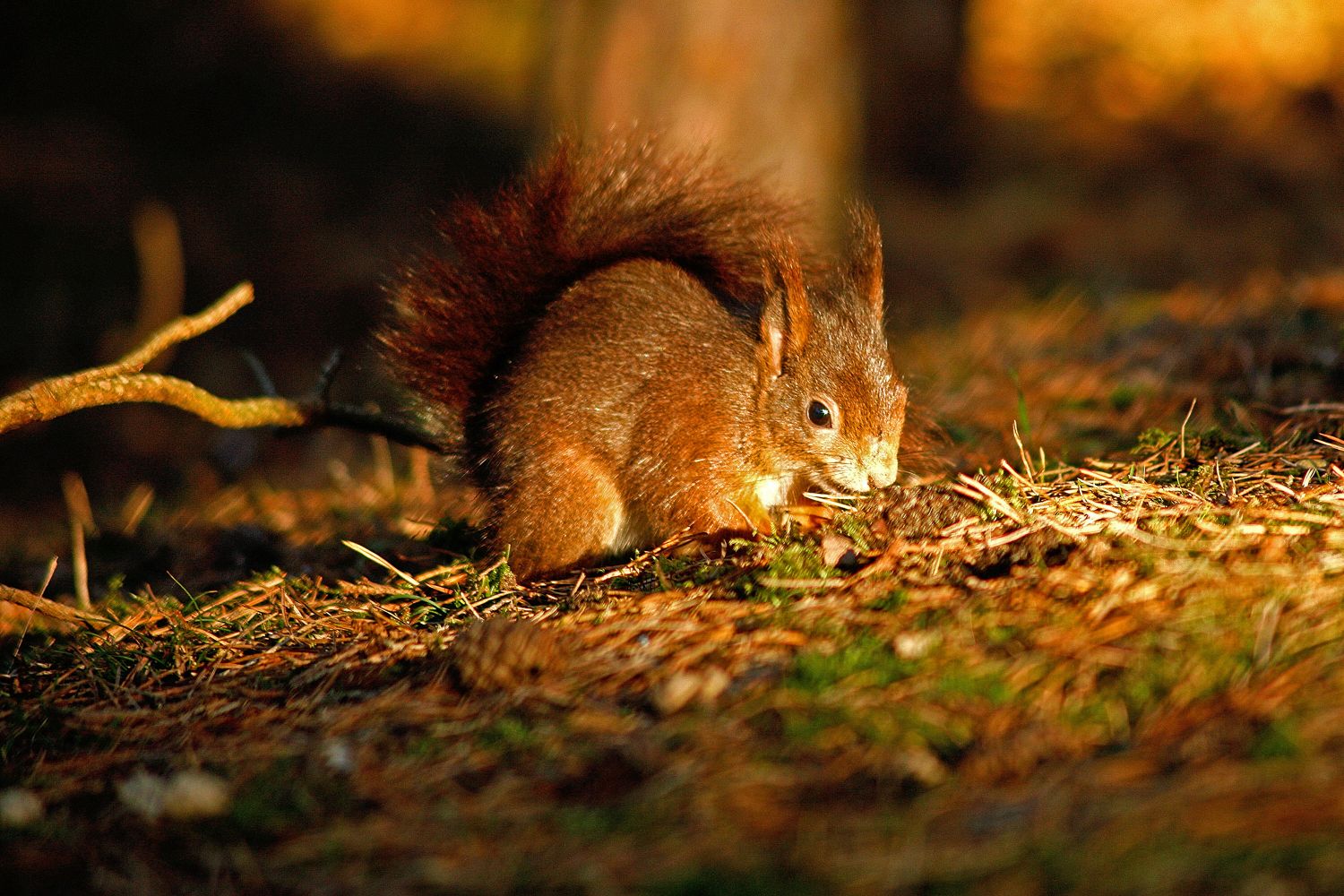 Red Squirrel playing in autumn sunshine at Grizedale Forest