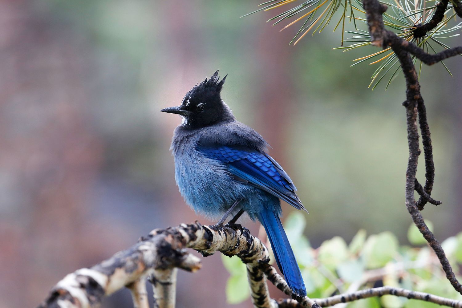 Steller's Jay at Estes Park in the USA 
