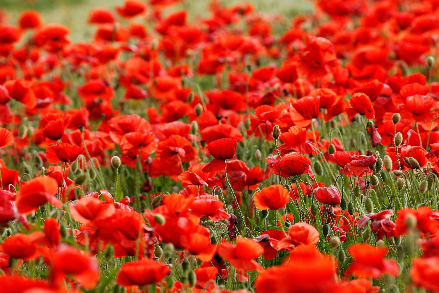 Summer Poppy field stretching for miles in the Yorkshire countryside Summer Poppy field stretching for miles in the Yorkshire countryside