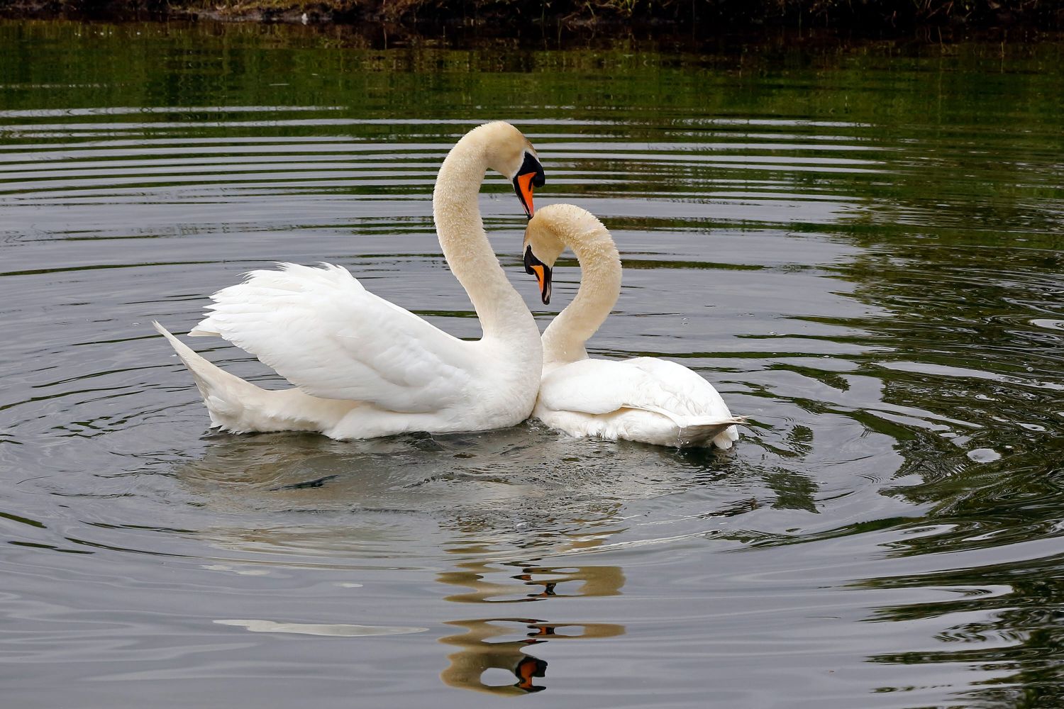 Swans at Elterwater