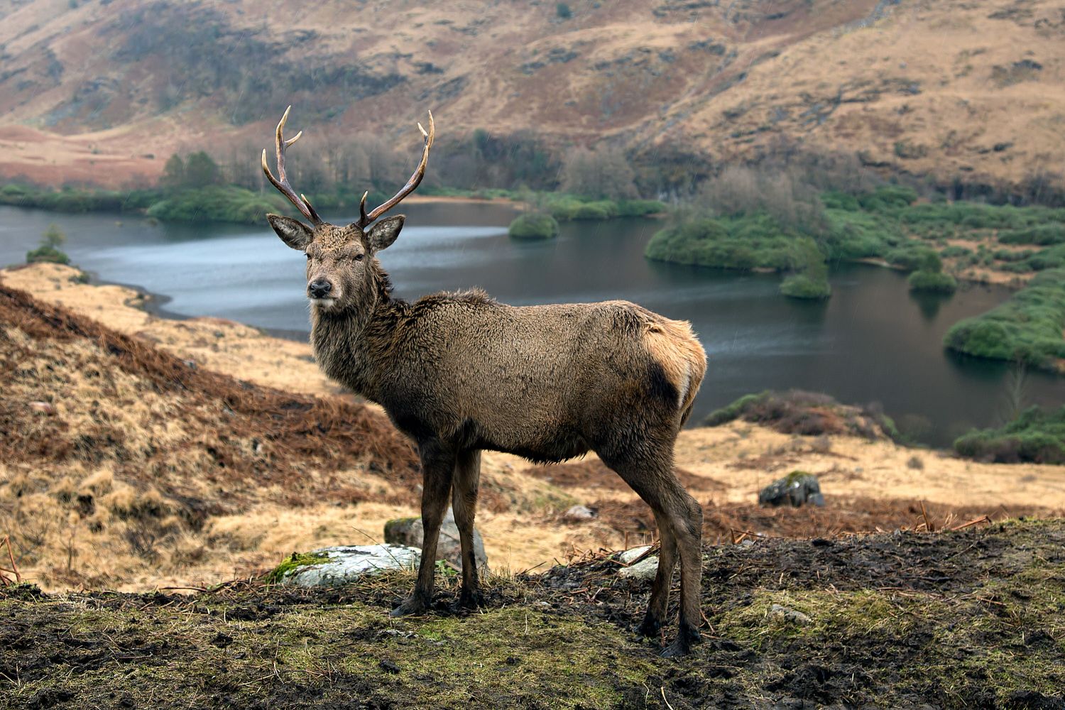 The Glen Etive Stag