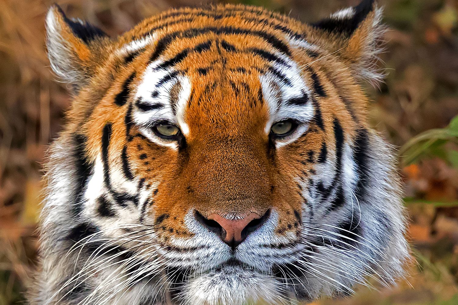 Tiger Tiger Burning Bright - by Wildlife Photographer Martin Lawrence