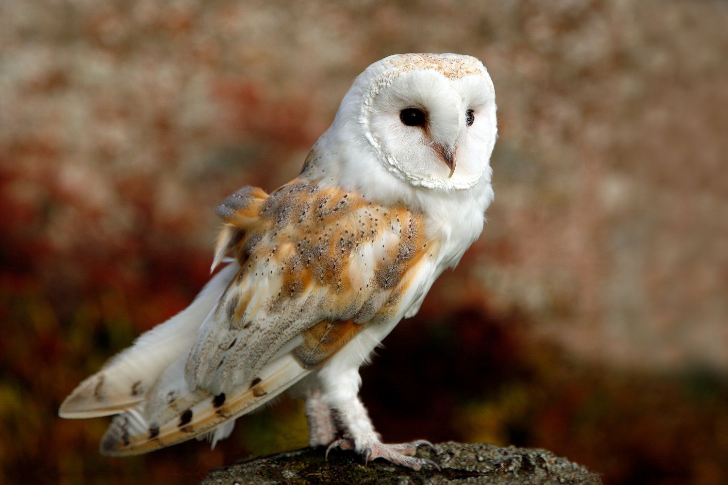 Young barn owl