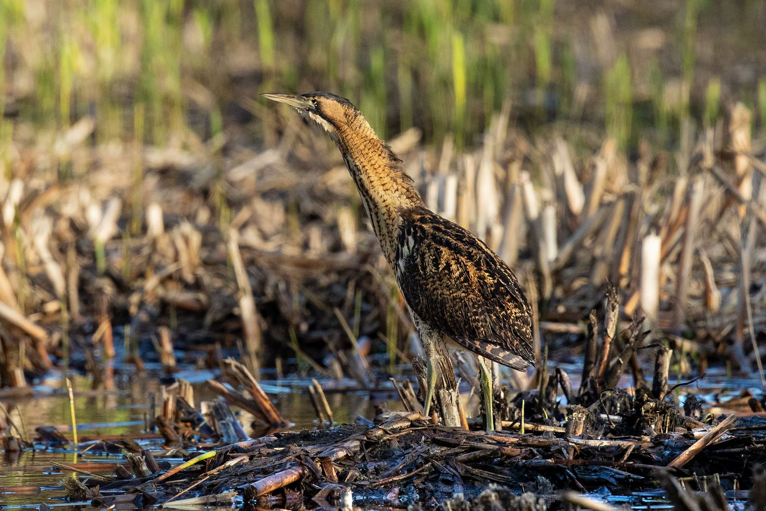 Bittern by wildlife photographer Martin Lawrence