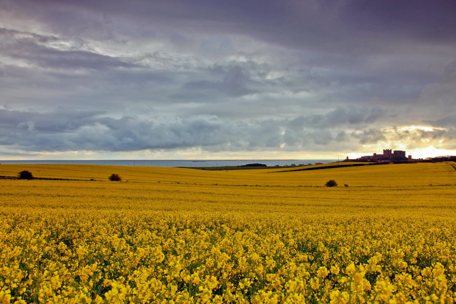 Rapeseed fields at Bamburgh, Northumberland