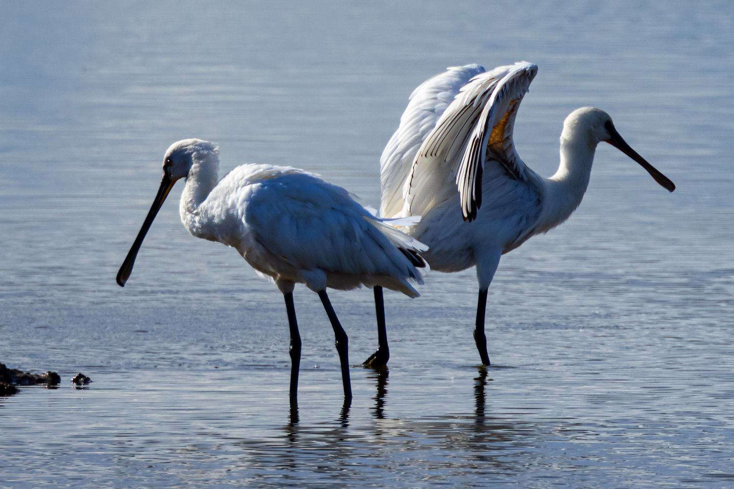 Spoonbills displaying near Leighton Moss by Martin Lawrence