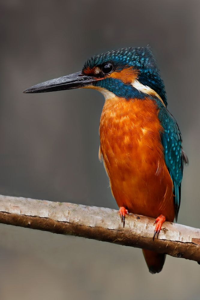 The Stunning Kingfisher by Martin Lawrence Photography
