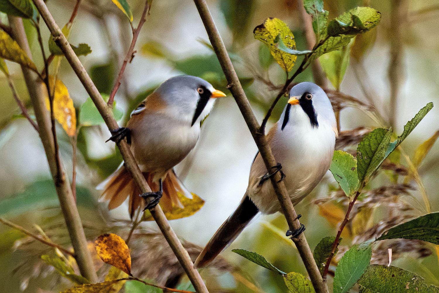 Two Male Beards Tits by Wildlife Photographer Martin Lawrence
