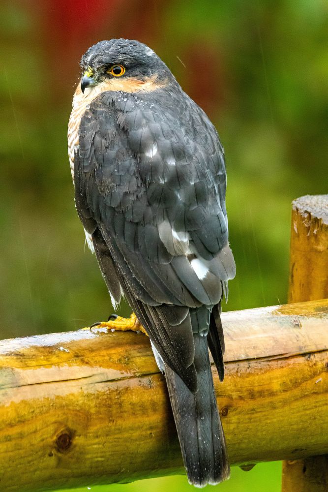 Sparrowhawk feeling sorry for himself by Martin Lawrence photography