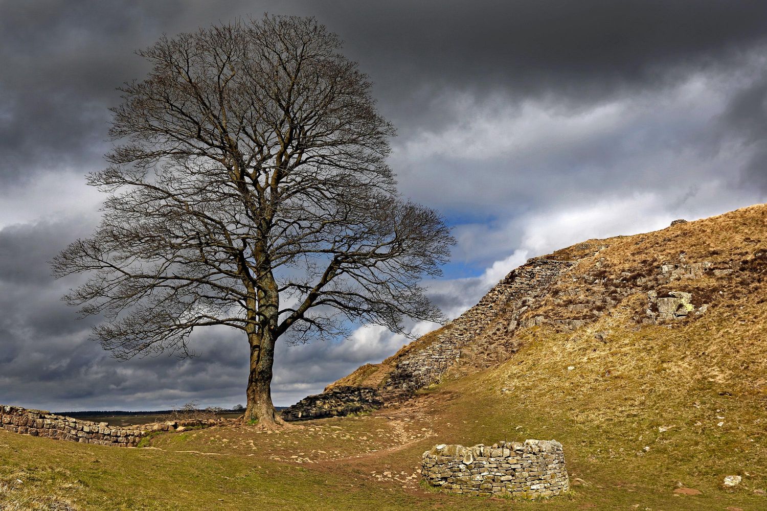 Sycamore Gap tree, near Milecastle 39 on Hadrian's Wall.