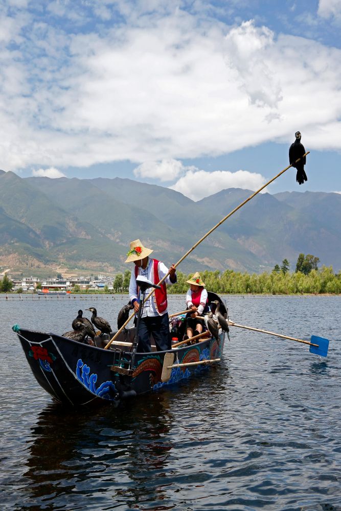 Cormorant Fishing at Dali China