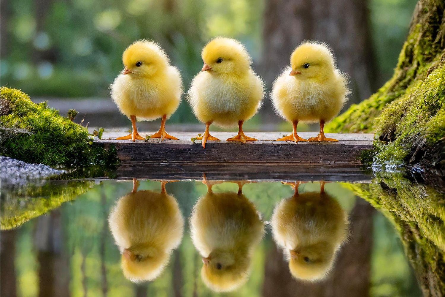 A day out for three fluffy chicks by Martin Lawrence Photography