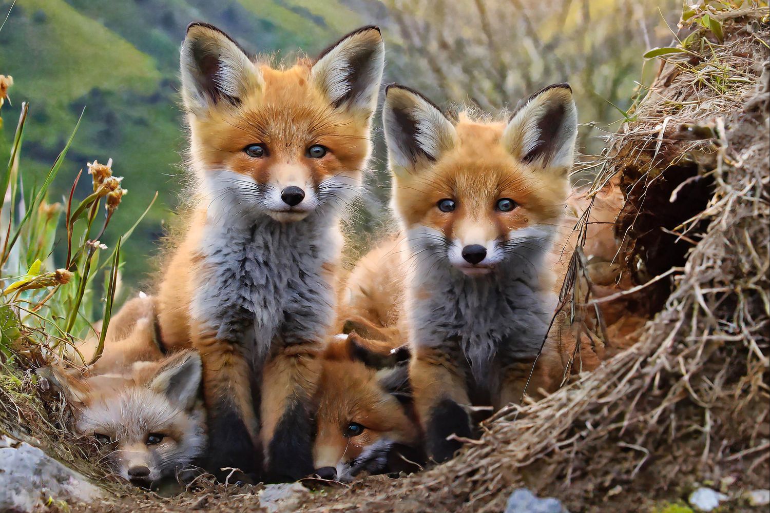 Fox Cubs by Martin Lawrence Photography