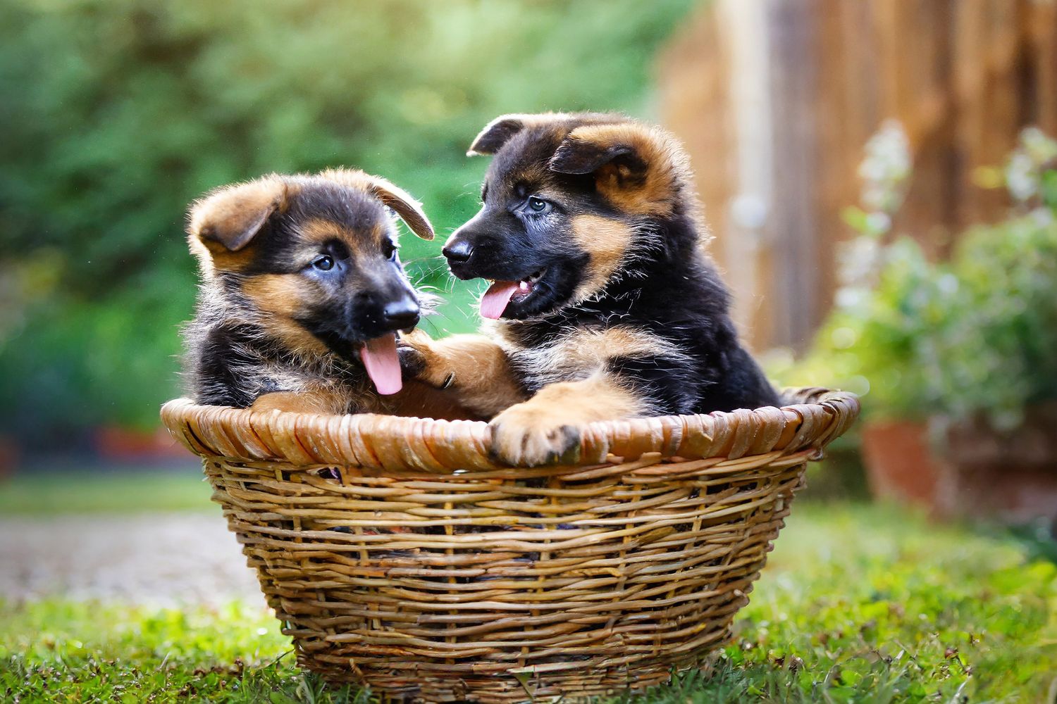 German Shepherd puppies playing in their basket by Martin Lawrence Photography