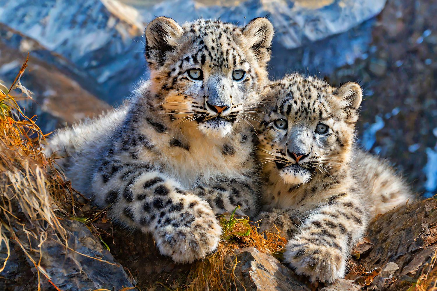 Snow Leopards by Martin Lawrence Photography