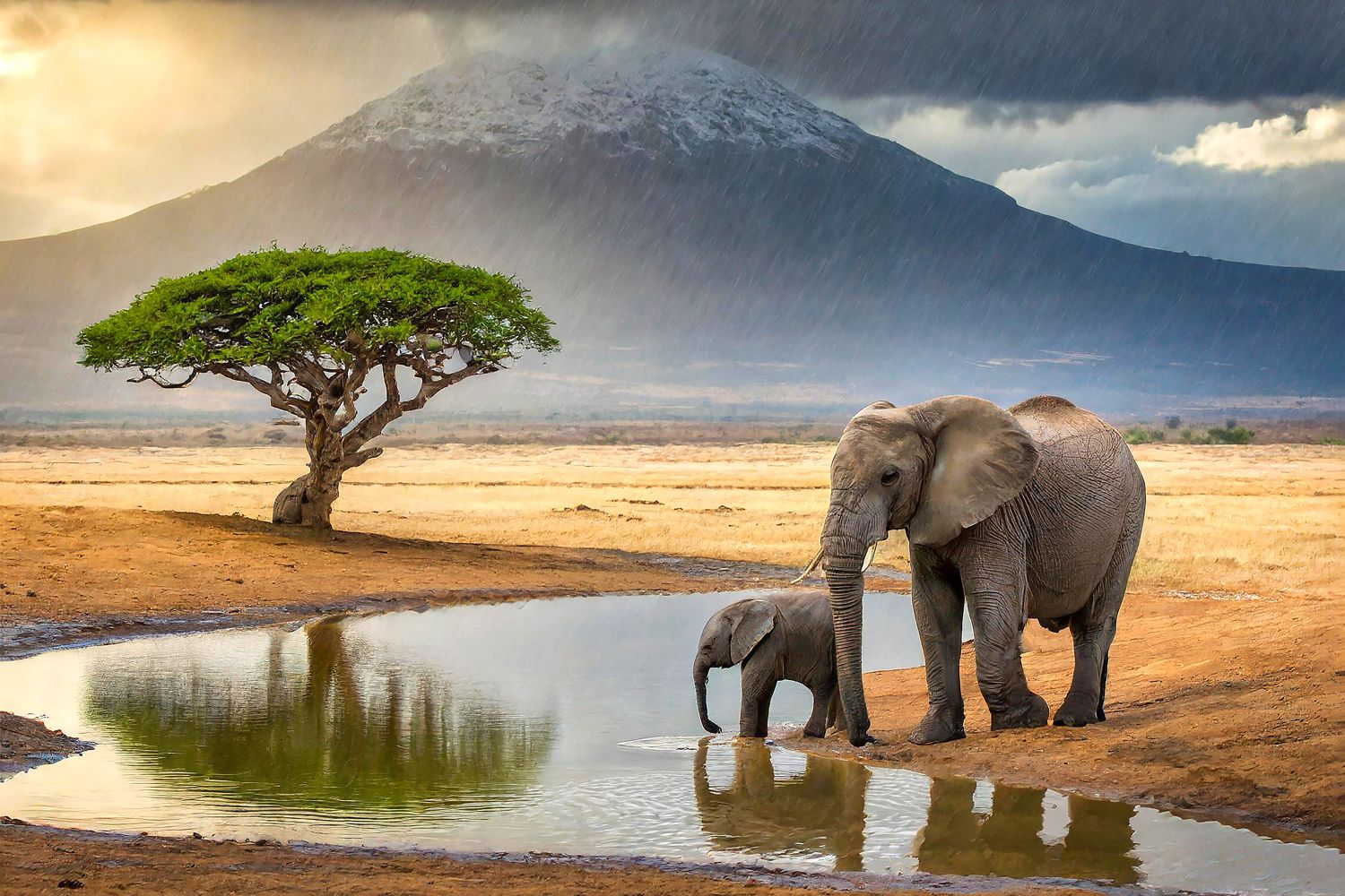 Elephants at the water hole by Martin Lawrence Photography