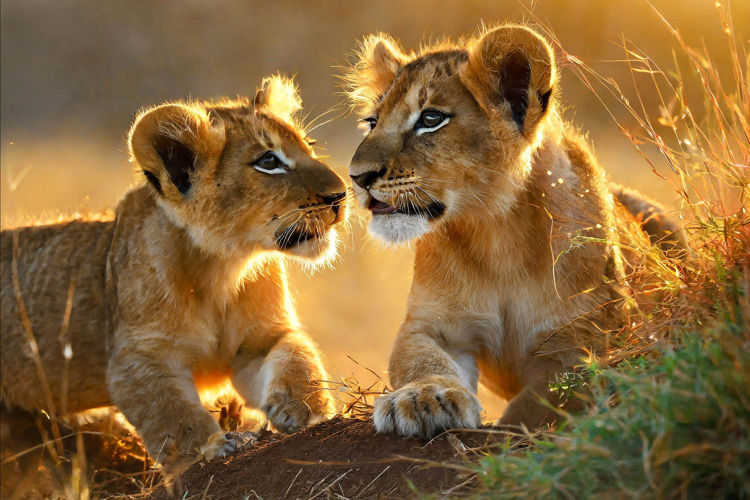 Lion Cubs by Martin Lawrence Photography