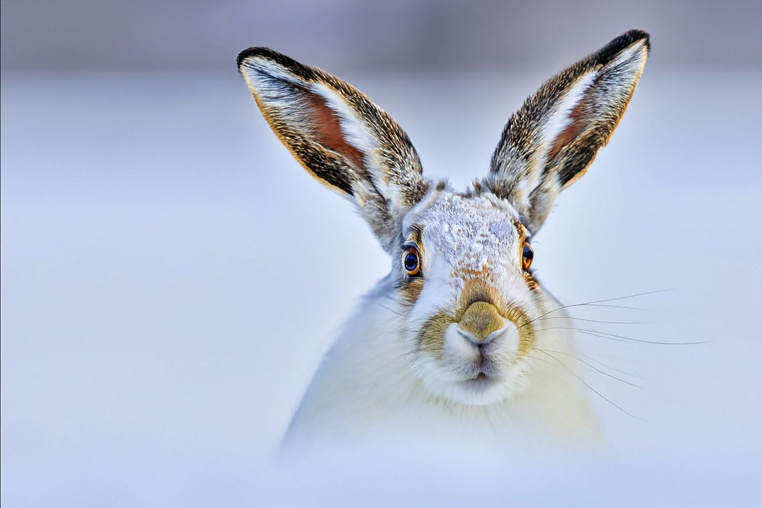  A White Hare by Martin Lawrence Photography