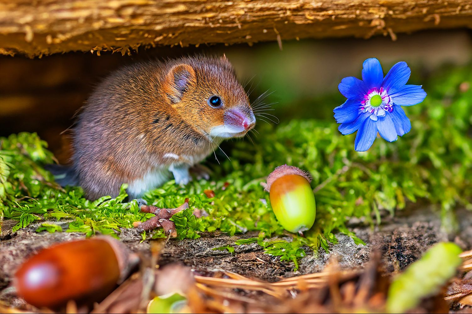 Field Vole storing his food under a tree by Martin Lawrence Photography