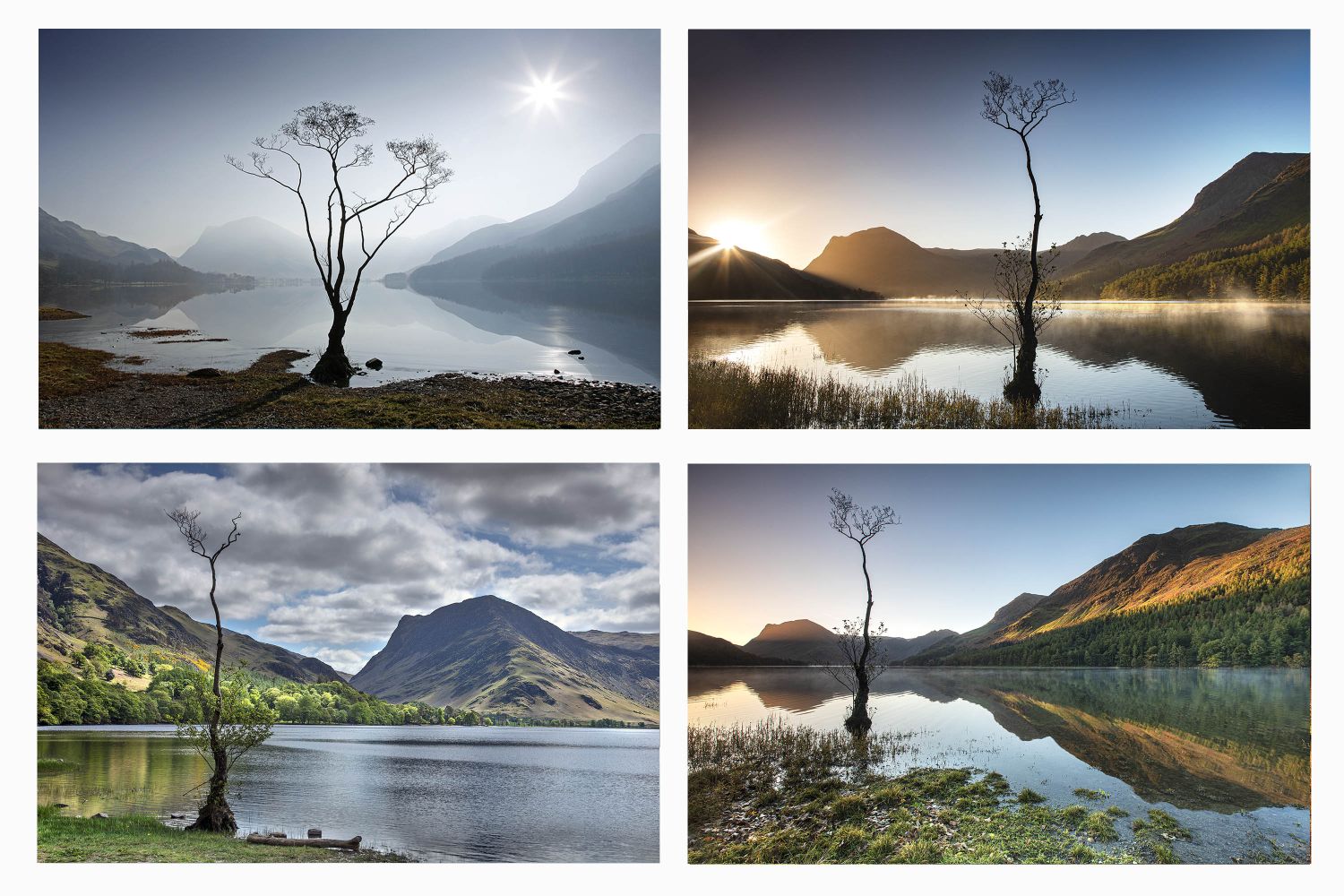 Four seasons of The lone tree at Buttermere by Martin Lawrence Photography Four seasons of The lone tree at Buttermere by Martin Lawrence Photography