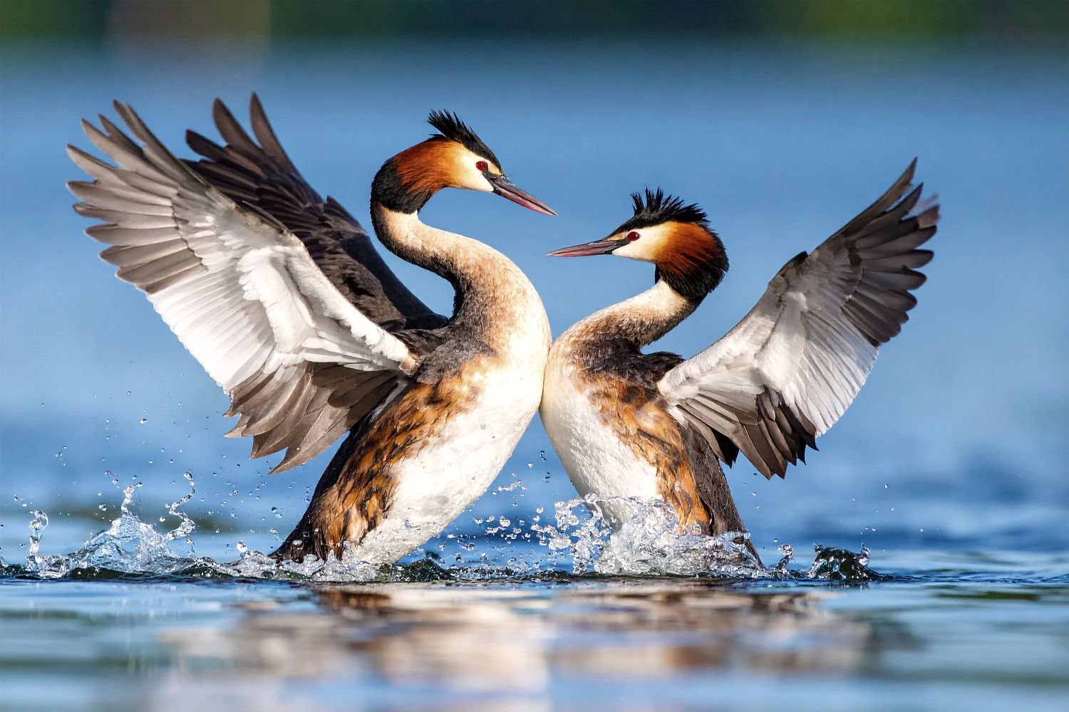 Two Great Crested Grebes Displaying by Martin Lawrence Photography