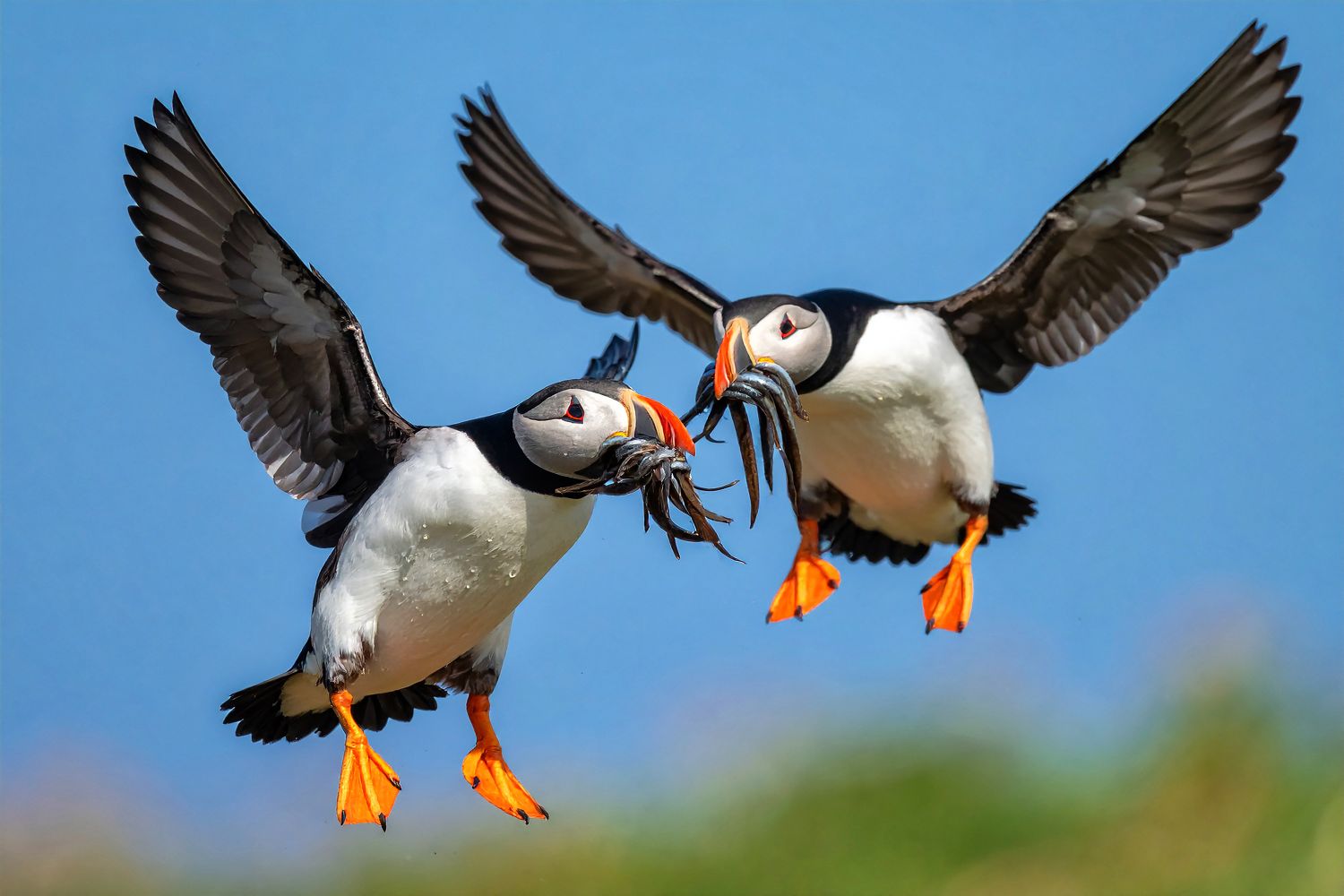 Puffins in flight by Martin Lawrence Photography