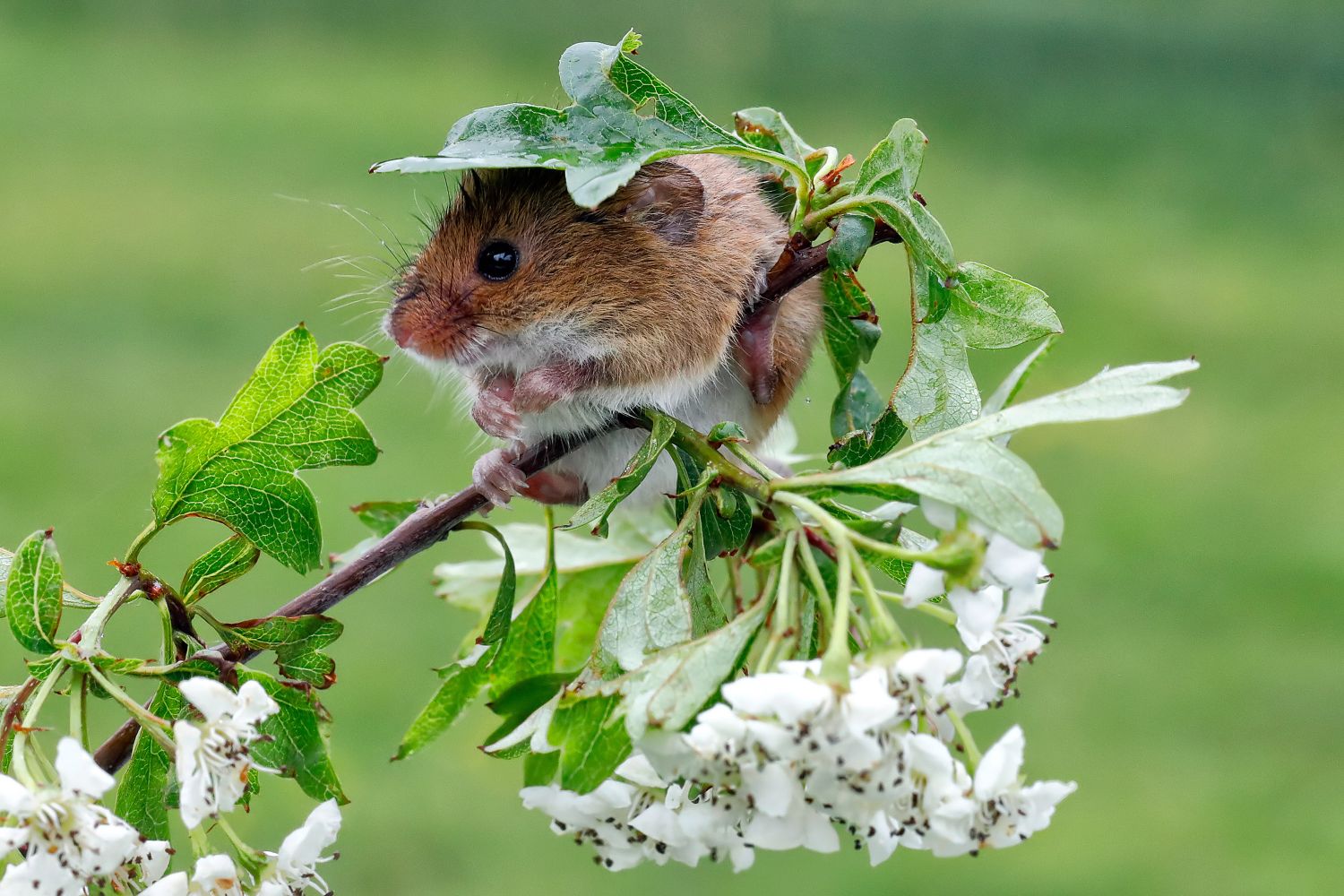 A makeshift brolly for an unhappy Harvest Mouse by Martin Lawrence Photography A makeshift brolly for an unhappy Harvest Mouse by Martin Lawrence Photography