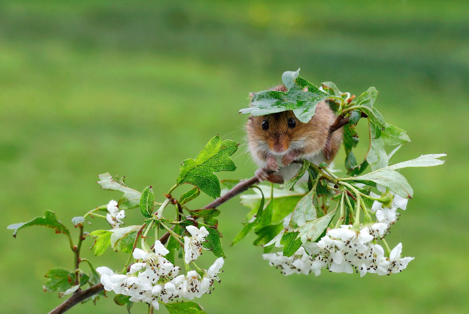 A makeshift brolly for an unhappy Harvest Mouse by Martin Lawrence Photography A makeshift brolly for an unhappy Harvest Mouse by Martin Lawrence Photography