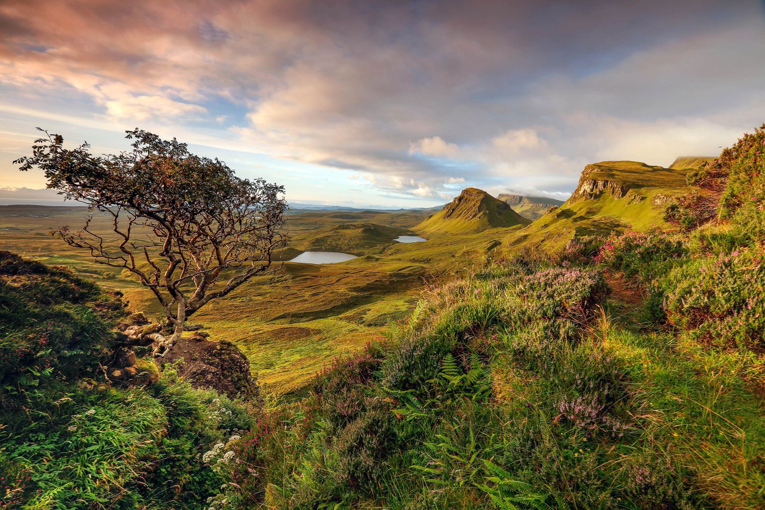 The Famous Quiraing Tree on the Trotternish Peninusla Isle of Skye. The Famous Quiraing Tree on the Trotternish Peninusla Isle of Skye.