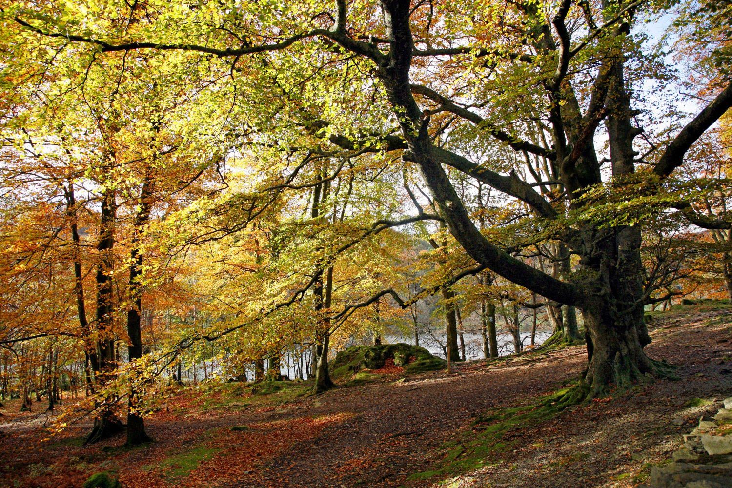 Beautiful lakeside golden foliage at Grasmere 