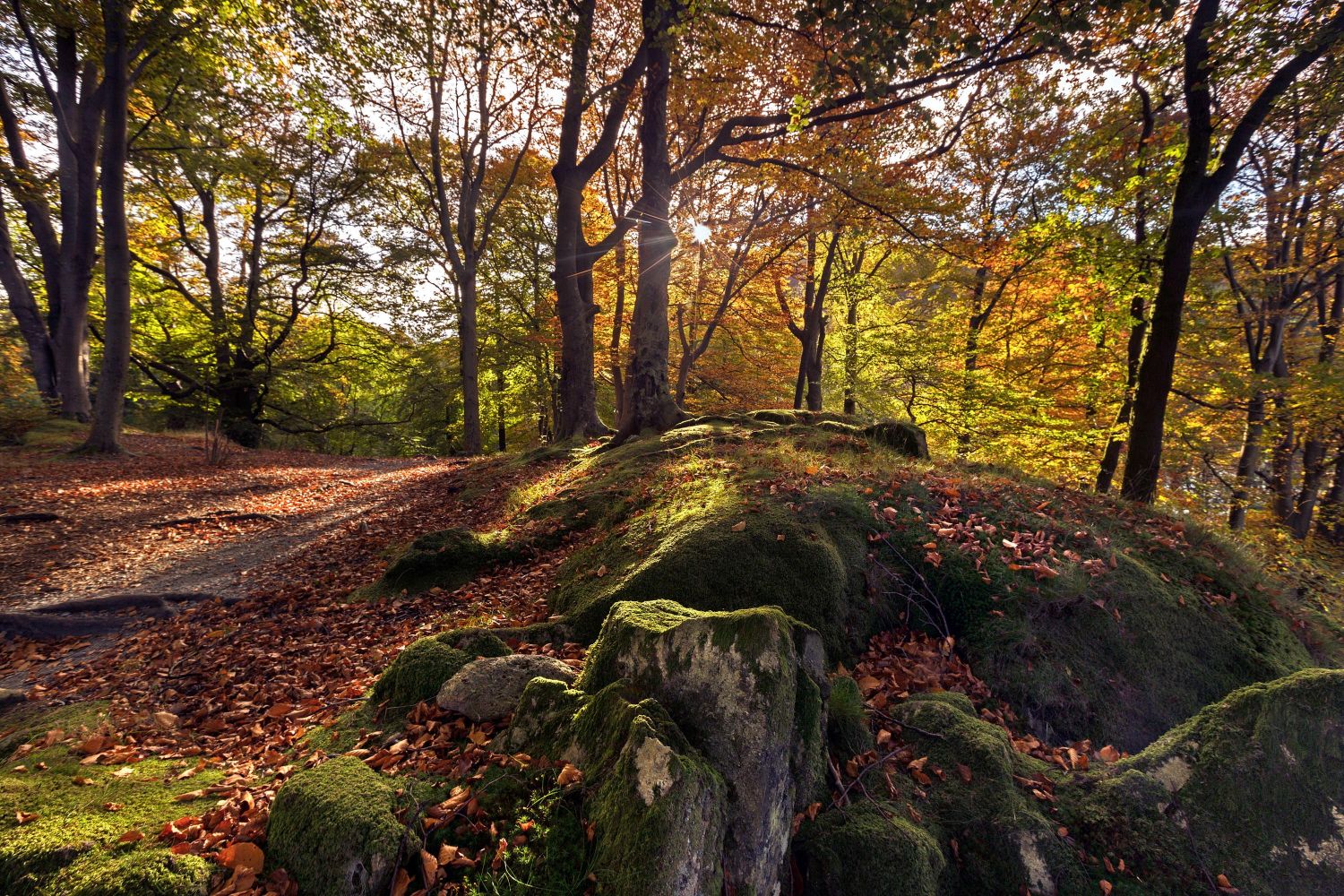 The early morning sun breaking through the trees at Penny Rock Woods, Grasmere