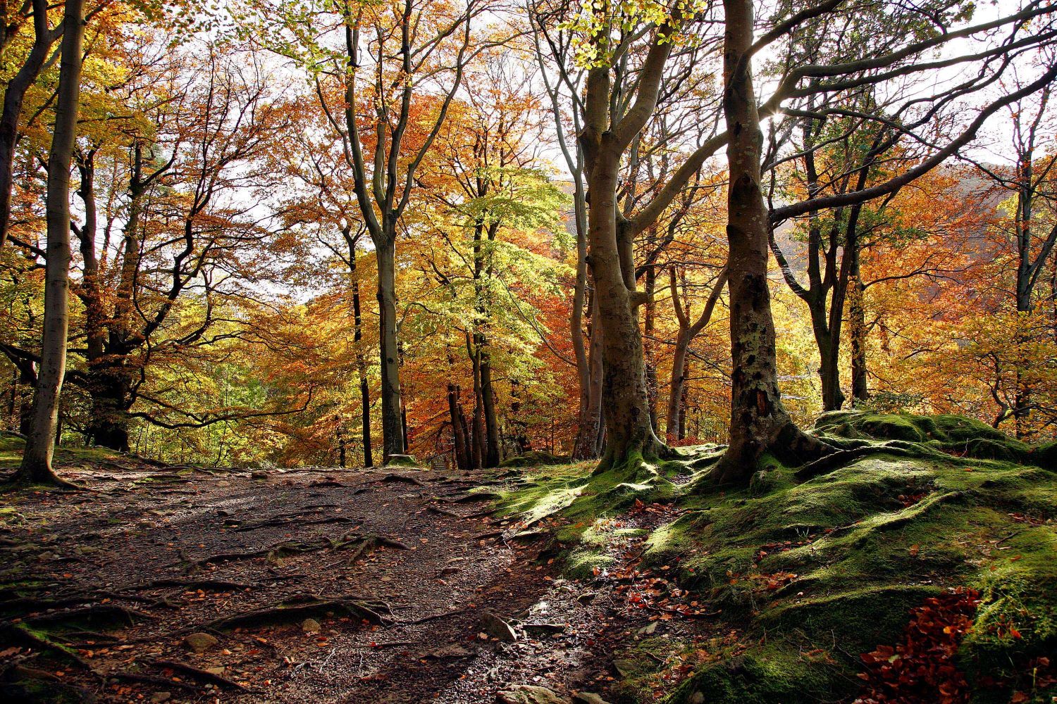 Breath-taking autumn colours at Penny Rock Woods, Grasmere.