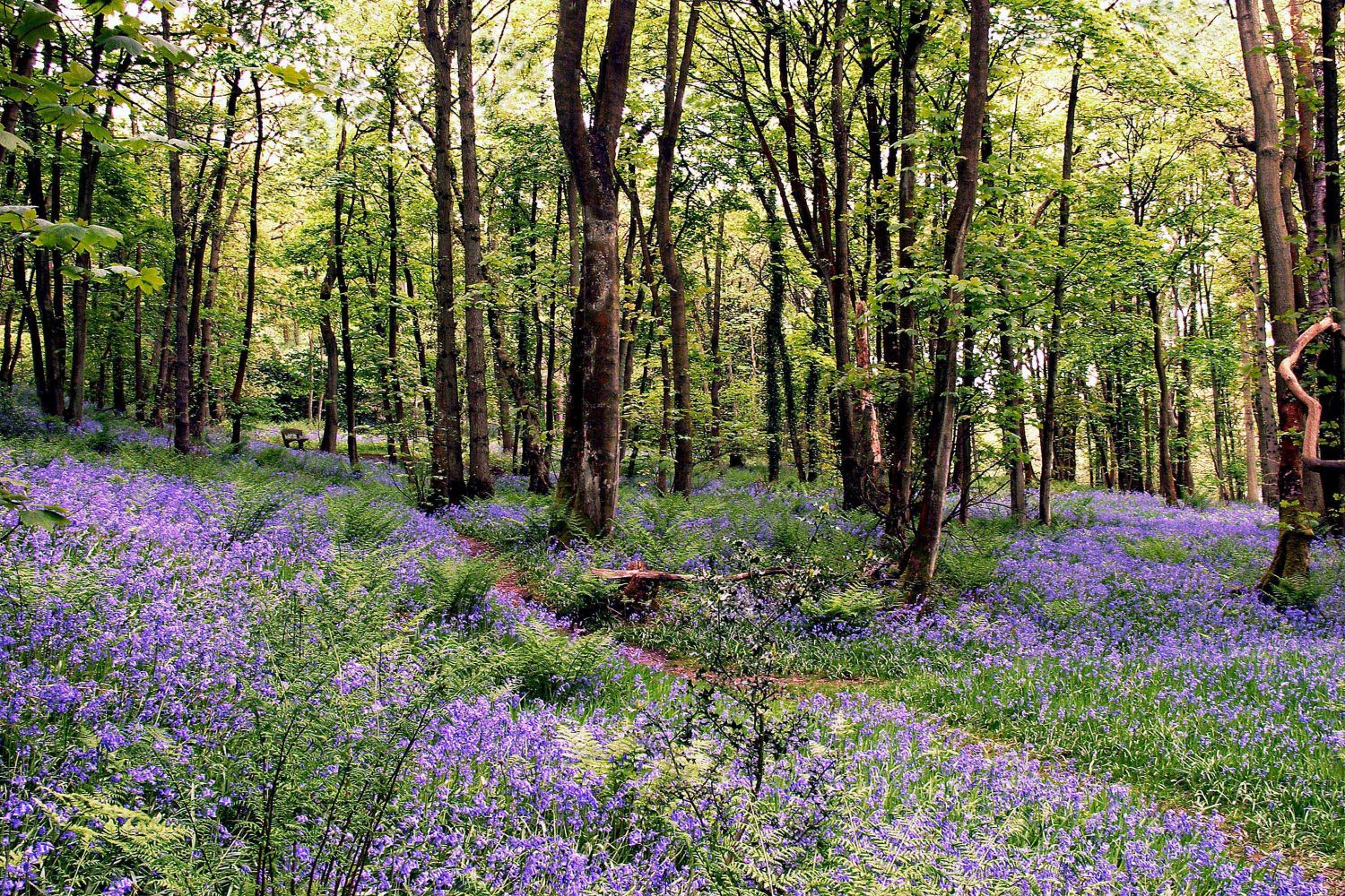 A carpet of bluebells at Calder Vale in Lancashire