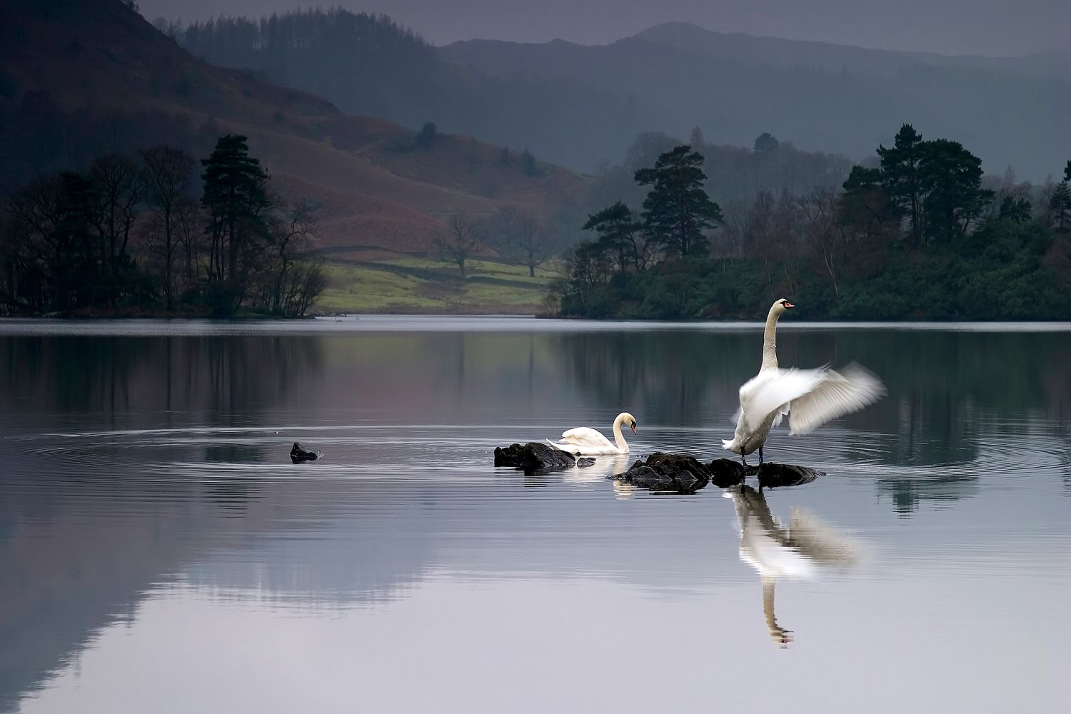 A pair of swans displaying at Rydal Water in the English Lake District