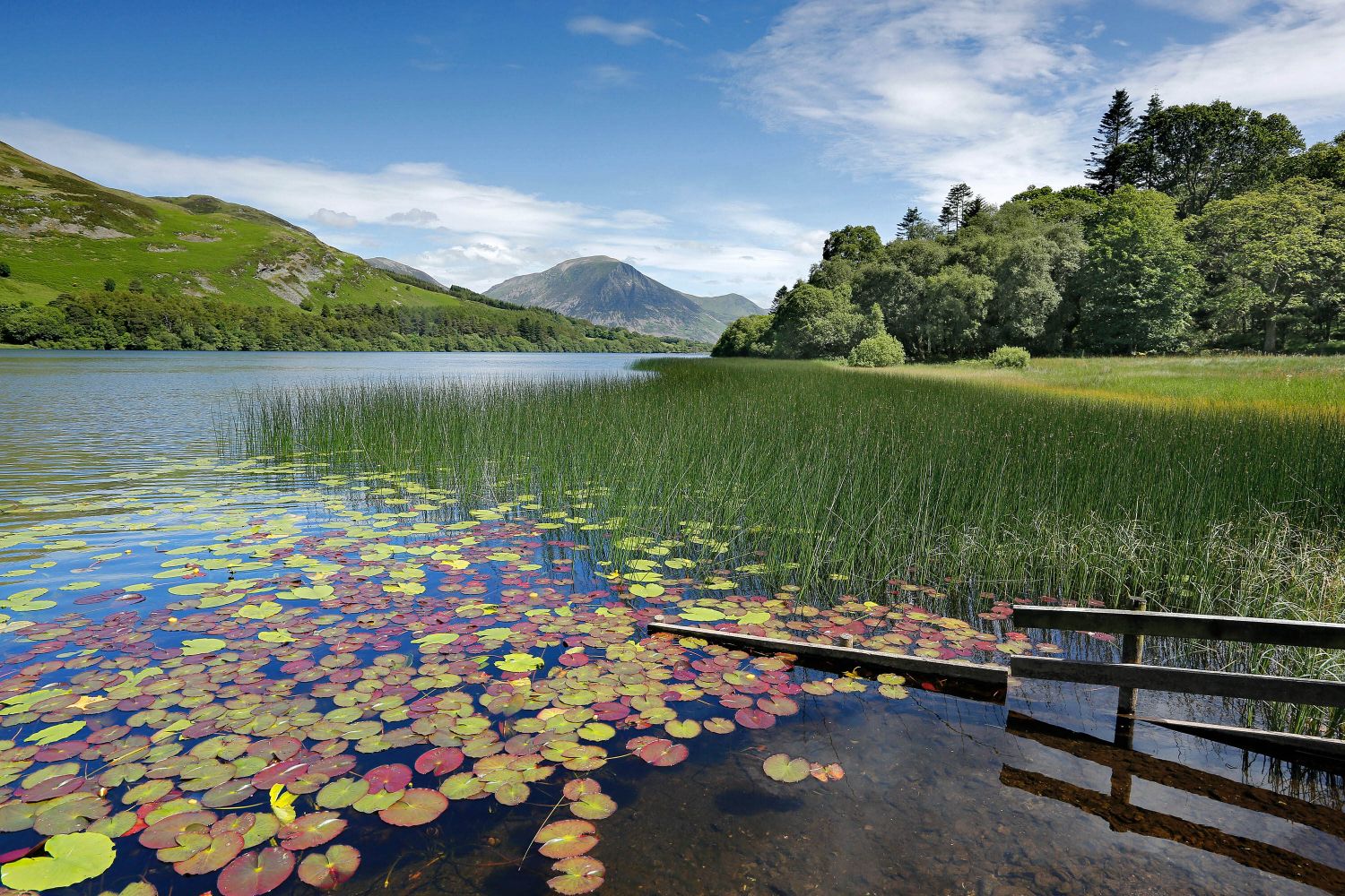 Loweswater lake shore from Holme Wood