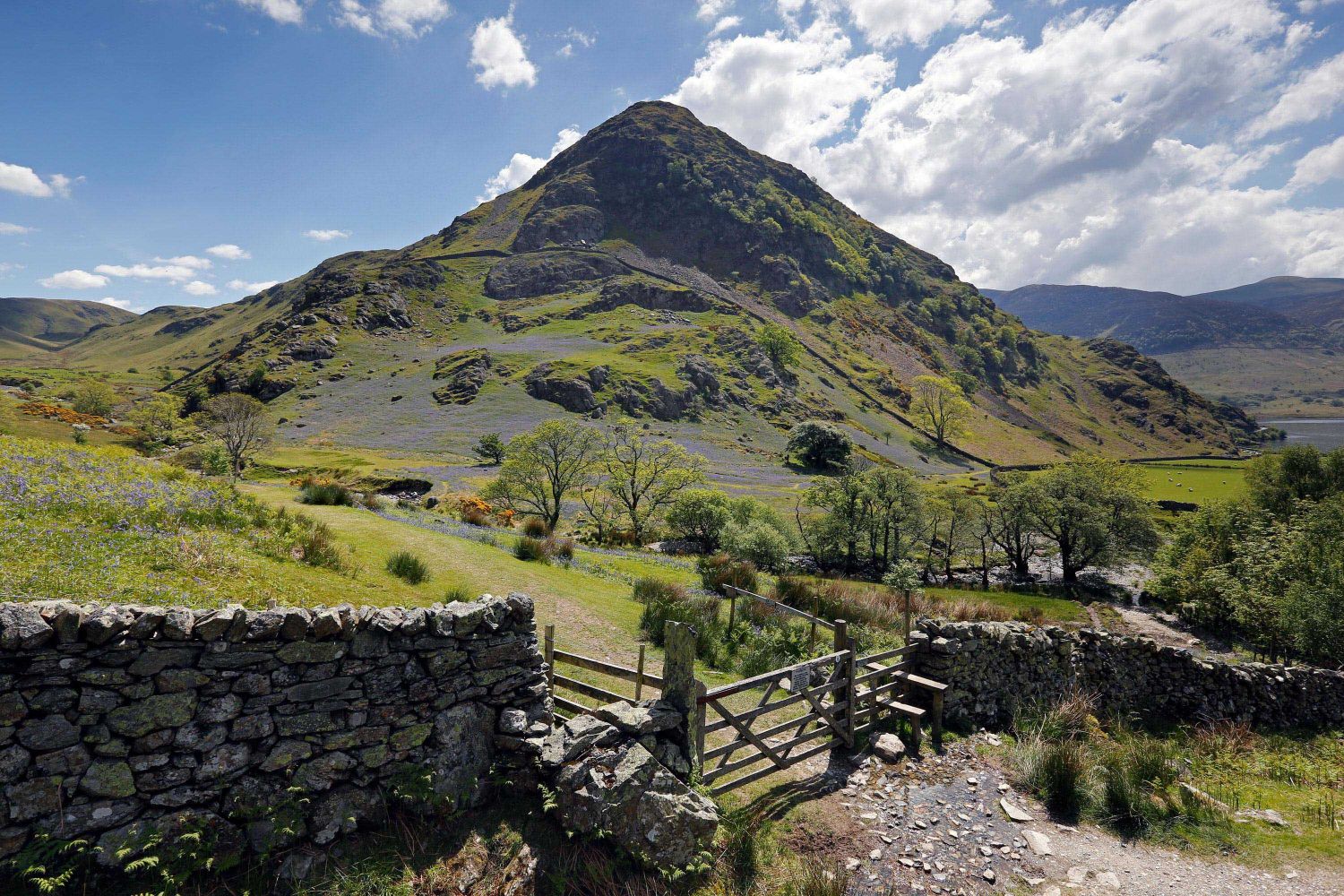 Bluebells at Rannerdale Crummock Water