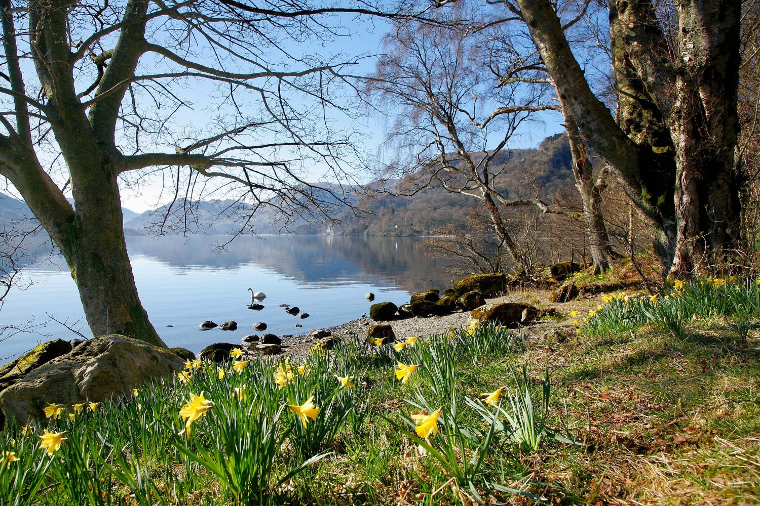 Daffodils at Wordsworth Point, Ullswater