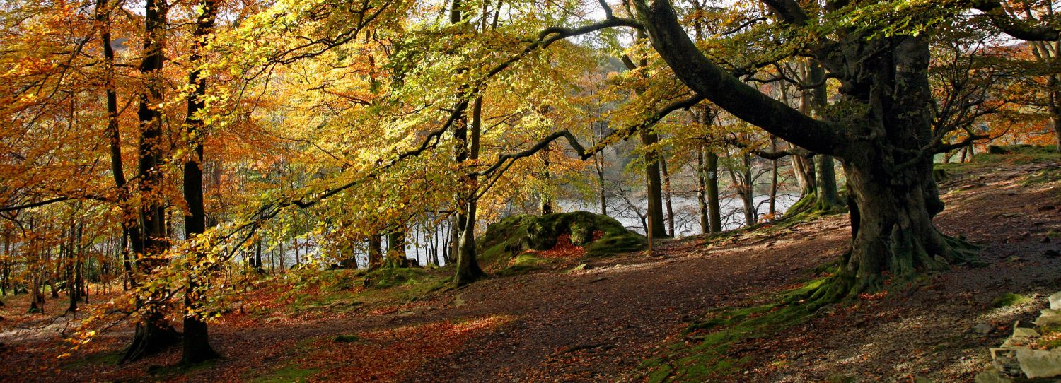 Autumn colours at Penny Rock Wood, Grasmere