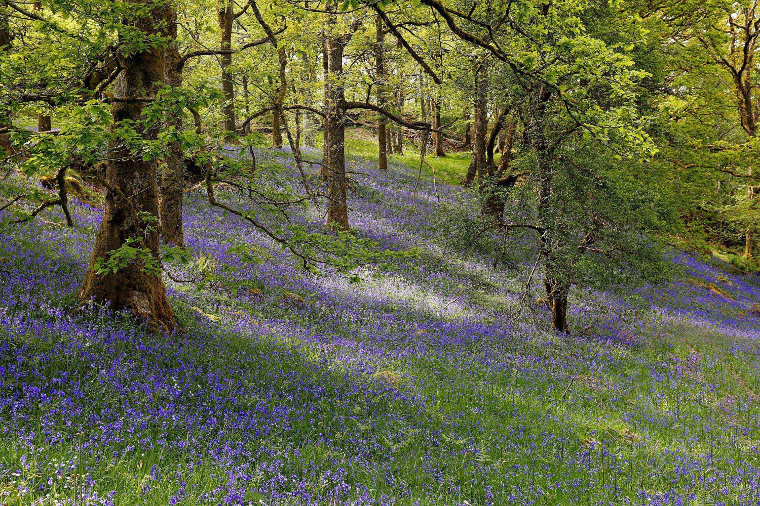 The bluebell woods at Brock Mill