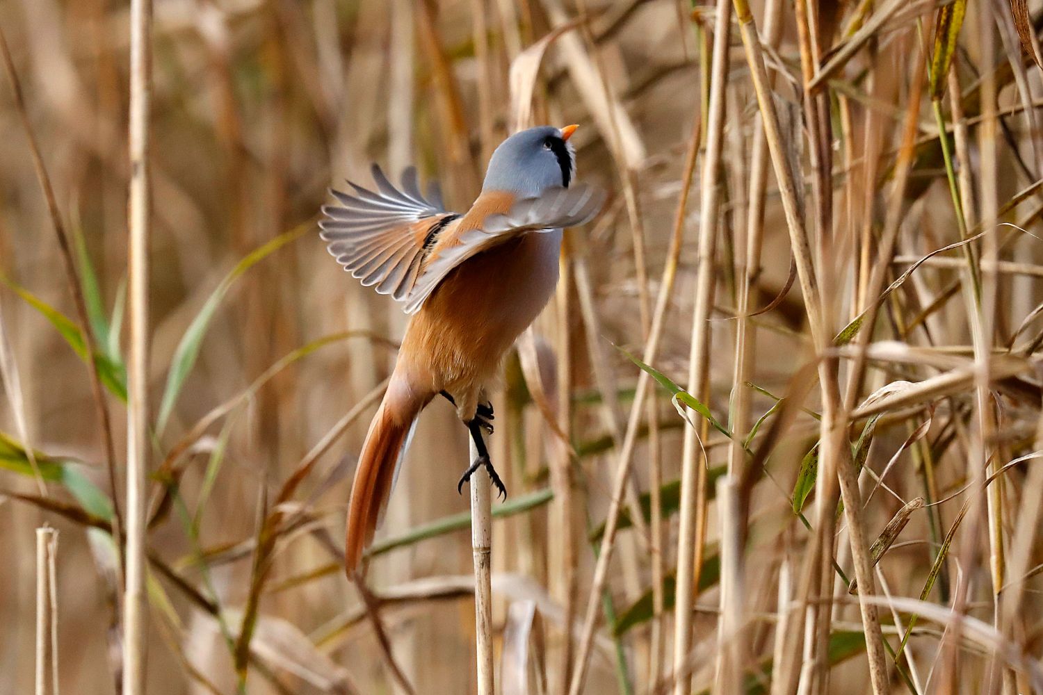 A male Bearded Tit at Leighton Moss RSPB Centre