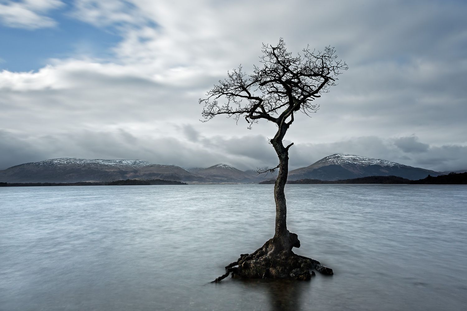 The lone tree at Milarrochy Bay, Loch Lomond