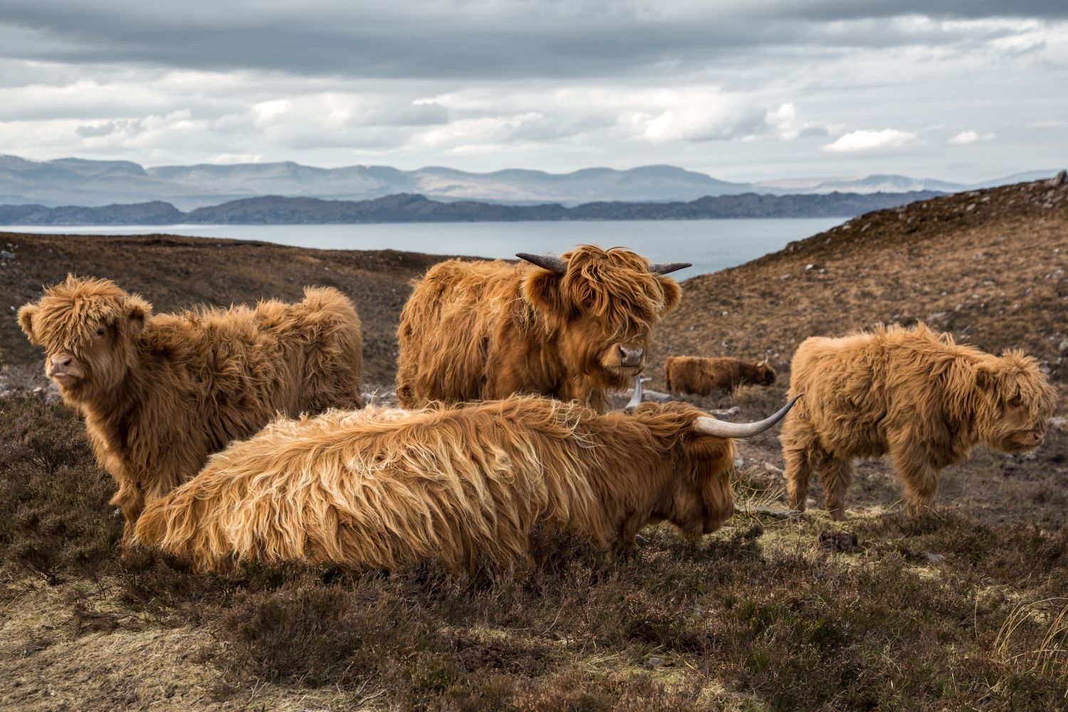 Highland Cattle on the road to Applecross