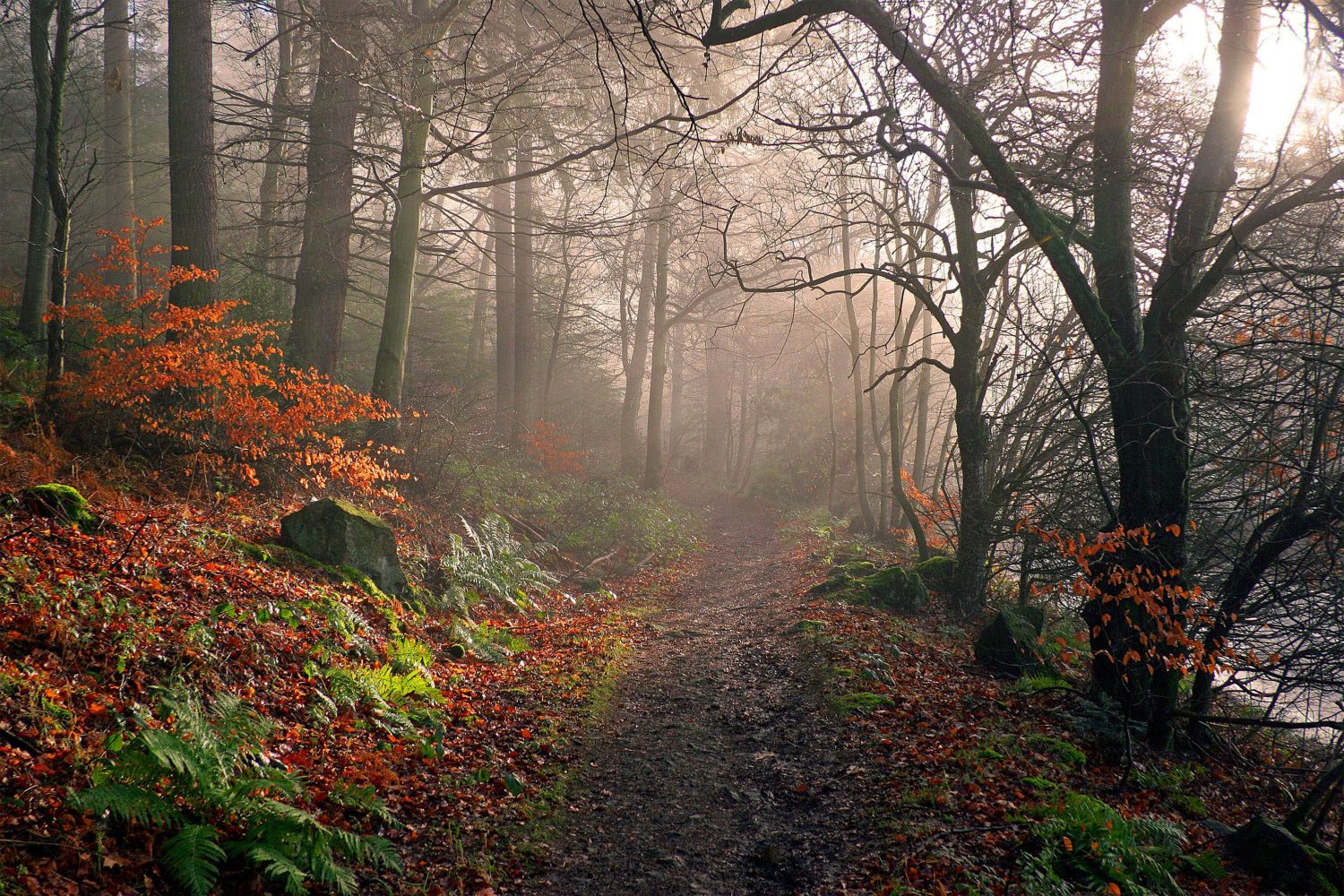 Sunlight on the Footpath through Dodd Wood at Bassenthwaite